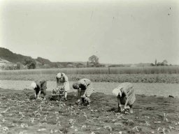 Kabis setzen 1930 Muentschemier